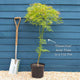 Green Weeping Japanese Maple Tree | Acer palmatum 'Dissectum' Ornamental Trees