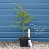 Japanese Maple Tree | Acer palmatum dissectum 'Emerald Lace' Ornamental Trees