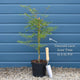 Japanese Maple Tree | Acer palmatum dissectum 'Emerald Lace' Ornamental Trees