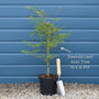 Japanese Maple Tree | Acer palmatum dissectum 'Emerald Lace' Ornamental Trees