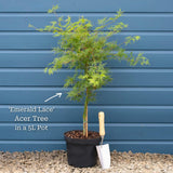 Japanese Maple Tree | Acer palmatum dissectum 'Emerald Lace' Ornamental Trees