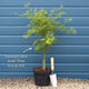 Japanese Maple Tree | Acer palmatum dissectum 'Emerald Lace' Ornamental Trees