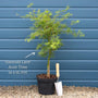Japanese Maple Tree | Acer palmatum dissectum 'Emerald Lace' Ornamental Trees