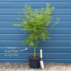 Japanese Maple Tree | Acer palmatum dissectum 'Seiryu' Ornamental Trees