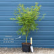 Japanese Maple Tree | Acer palmatum dissectum 'Seiryu' Ornamental Trees