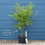 Japanese Maple Tree | Acer palmatum dissectum 'Seiryu' Ornamental Trees