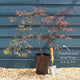 Japanese Maple Tree | Acer palmatum dissectum 'Tamukeyama' Ornamental Trees