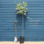 Acer platanoides 'Drummondii' | Variegated Maple Tree Ornamental Trees