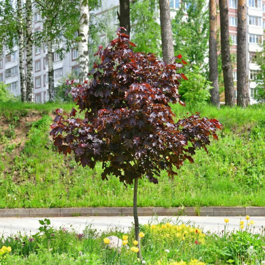 Norway Maple Tree | Acer platanoides 'Royal Red' Ornamental Trees
