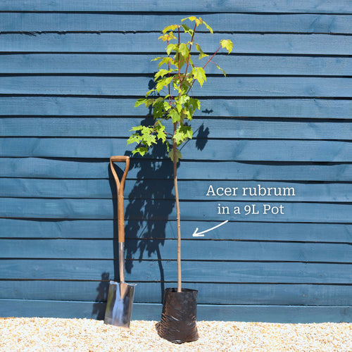 Canadian Red Maple Tree | Acer rubrum 'Fairview Flame' Ornamental Trees