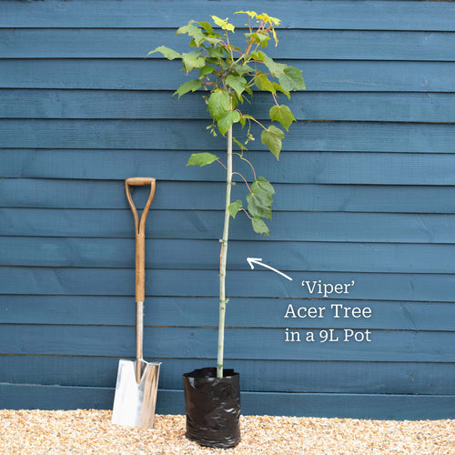 Snake Bark Maple | Acer davidii 'Viper' Ornamental Trees