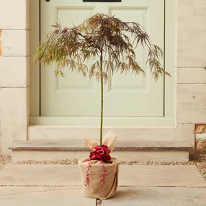 The Patio Acer Tree Gift Gift Option