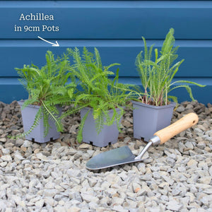 Achillea 'Lilac Beauty' Perennial Bedding