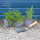 Achillea 'Lilac Beauty' Perennial Bedding