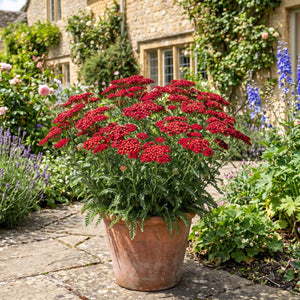 Achillea 'Desert Eve Red' Shrubs
