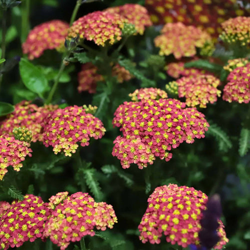 Achillea 'Milly Rock Red' Perennial Bedding