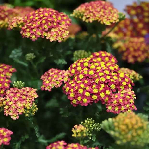 Achillea 'Milly Rock Red' Perennial Bedding
