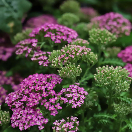 Achillea 'Milly Rock Rose' Perennial Bedding