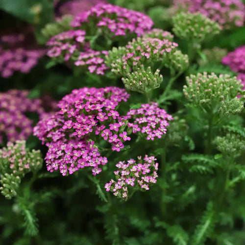 Achillea 'Milly Rock Rose' Perennial Bedding