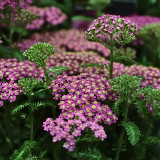 Achillea 'Milly Rock Rose' Perennial Bedding