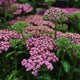 Achillea 'Milly Rock Rose' Perennial Bedding