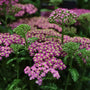 Achillea 'Milly Rock Rose' Perennial Bedding