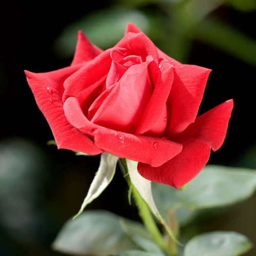 Red Standard Rose | 'Ruby Wedding Day' Shrubs