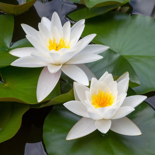 White Water Lily | Nymphaea 'Alba' Pond Plants