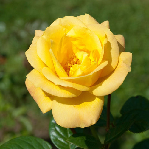 'Arthur Bell' Bush Rose Shrubs