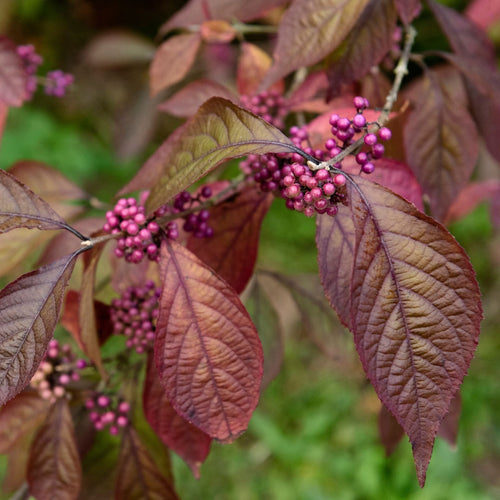 Patio Beautyberry Tree | Callicarpa bodinieri 'Profusion' Shrubs