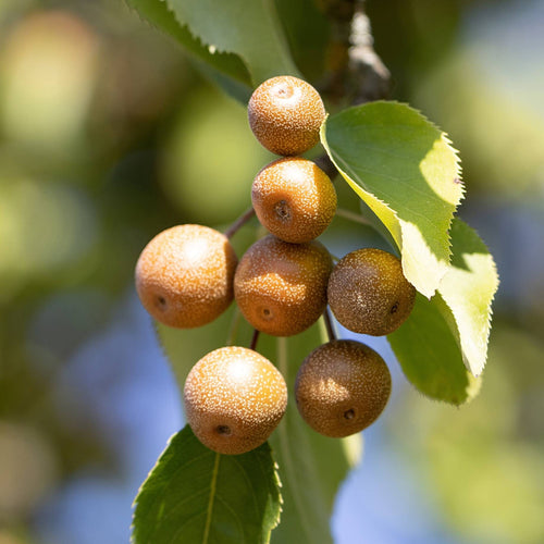 Ornamental Pear Tree | Pyrus 'Chanticleer' Ornamental Trees