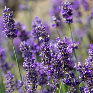English Lavender 'Munstead' | Lavandula angustifolia Perennial Bedding