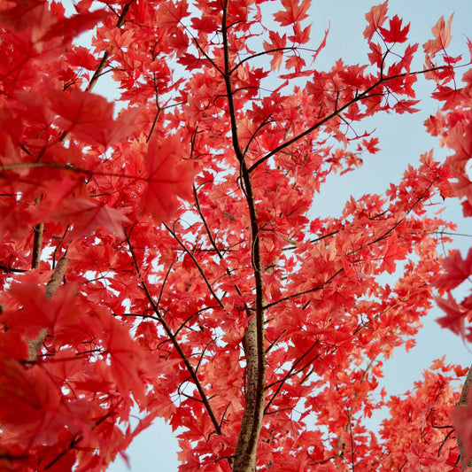 Freeman Maple Tree | Acer x freemanii 'Autumn Blaze' Ornamental Trees