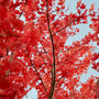 Freeman Maple Tree | Acer x freemanii 'Autumn Blaze' Ornamental Trees