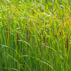 Common Bulrush | Typha latifolia Pond Plants