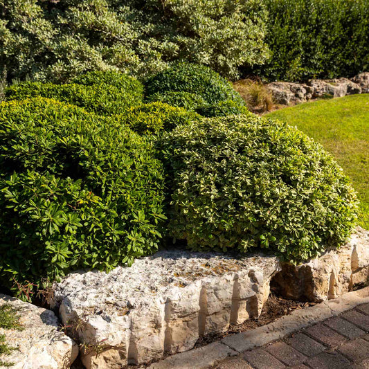 Japanese Cheesewood | Pittosporum tobira Shrubs
