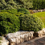Japanese Cheesewood | Pittosporum tobira Shrubs