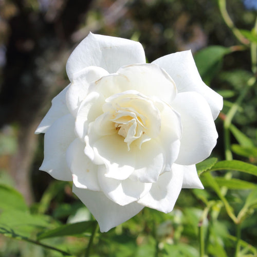 'Iceberg' Bush Rose Shrubs
