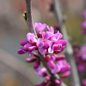 Chinese Redbud Tree | Cercis chinensis 'Avondale' Ornamental Trees