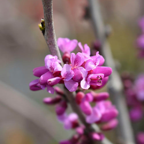 Chinese Redbud Tree | Cercis chinensis 'Avondale' Ornamental Trees