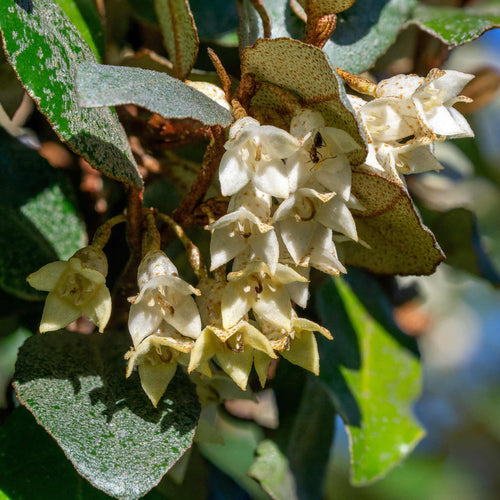 Elaeagnus ebbingei 'Compacta' Shrubs