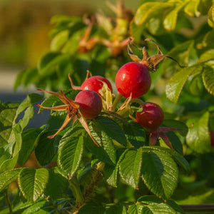 Red Japanese Rose Hedging | Rosa rugosa Shrubs