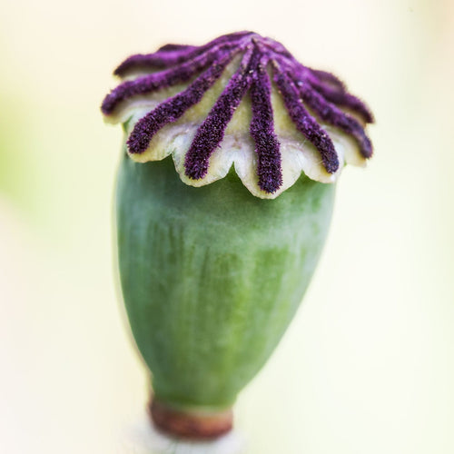 Poppy 'Patty's Plum' | Papaver orientale Perennial Bedding