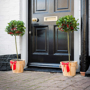 Patio Holly Tree | Ilex aquifolium 'Alaska' Ornamental Trees