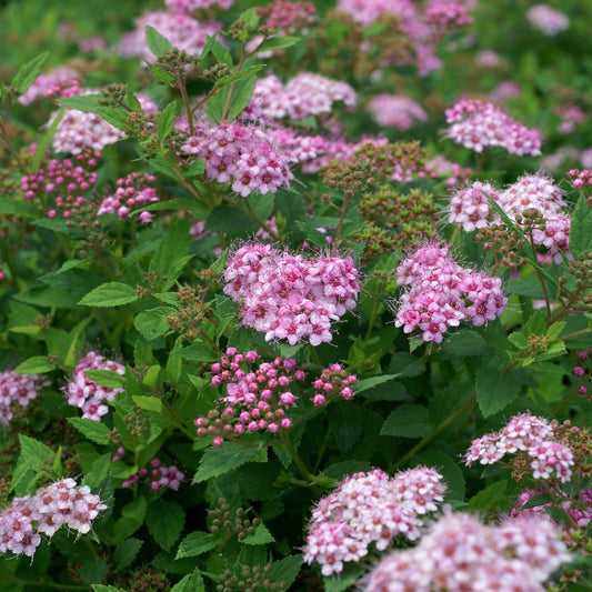 Spiraea japonica 'Little Princess' Shrubs