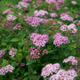 Spiraea japonica 'Little Princess' Shrubs