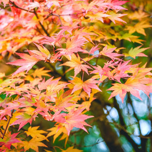 Japanese Maple Tree | Acer palmatum 'Orange Dream' Ornamental Trees