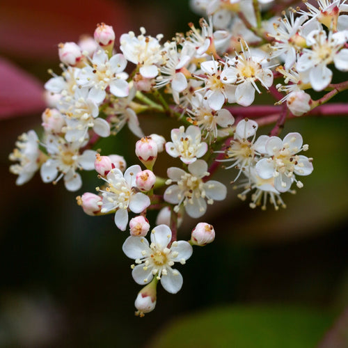 Patio Photinia Tree | Photinia 'Little Red Robin' Shrubs