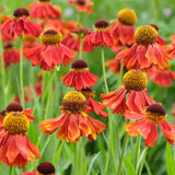 Sneezeweed | Helenium 'Moerheim Beauty' Perennial Bedding