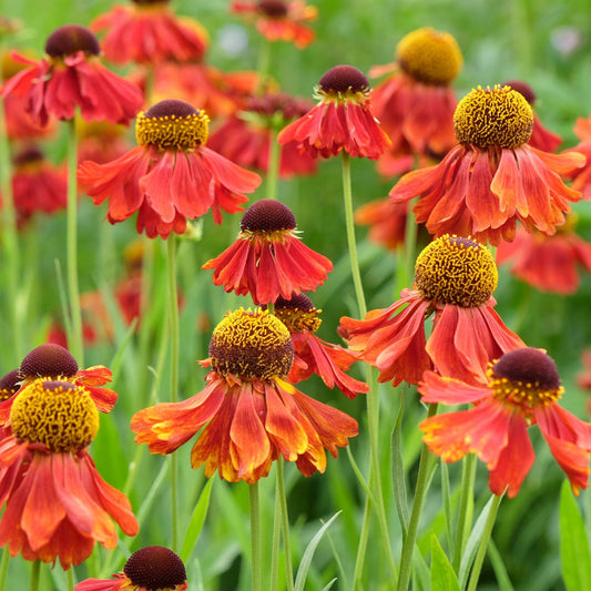 Sneezeweed | Helenium 'Moerheim Beauty' Perennial Bedding